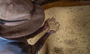 収穫後の作物を手に取り、出来具合を確かめる農業生産者（CNA/Wanderson Araujo/Trulux)