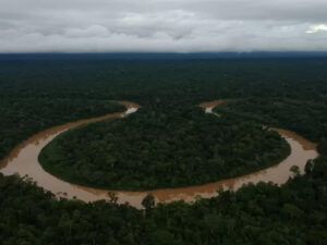アマゾナス州ヴァーレ・ド・ジャヴァリの原生林（Bruno Kelly/Amazônia Real）
