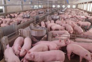 豚の飼育場（Ministério da Agricultura）