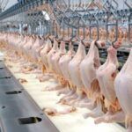 《ブラジル》第１Ｑの鶏の屠殺数減少＝牛や豚は昨年同期比増続く