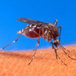 デング熱の感染源であるネッタイシマカ(Aedes aegypti)