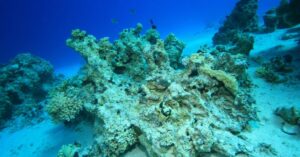 海洋の酸性化で骨格が崩れたサンゴ（「海の豊かさを守ろう」と題したサイトより、https://gooddo.jp/magazine/sdgs_2030/life_below_water_sdgs/7231/）