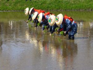 昔の田植えの風景（katorisi, via Wikimedia Commons）