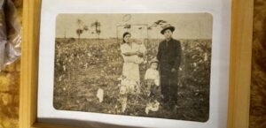 １９５５年ごろに撮影された綿花畑で幼子を抱いた夫婦の写真
