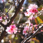 東洋街トマス・ゴンザガ街に咲いていた桜（６月２９日撮影）