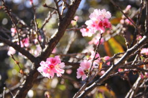 東洋街トマス・ゴンザガ街に咲いていた桜（６月２９日撮影）