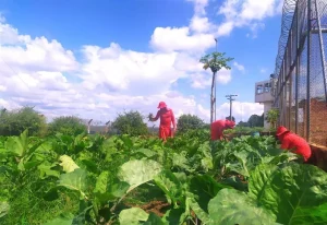 野菜を栽培する収監者達（Sejusp/Divulgação）