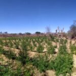 ムケン・デ・サンフランシスコ市で見つかった大麻の栽培地（Divulgação/SSP-BA）