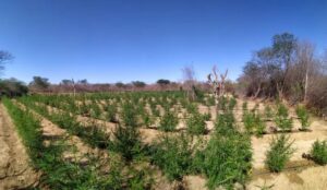 ムケン・デ・サンフランシスコ市で見つかった大麻の栽培地（Divulgação/SSP-BA）