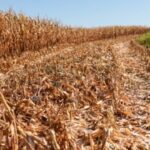 リオ・グランデ・ド・スル州＝干ばつ被害より深刻に＝トウモロコシや大豆が減収