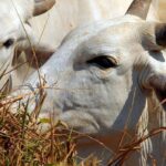 パラー州で狂牛病発生を確認＝中国向け牛肉輸出を差し止め