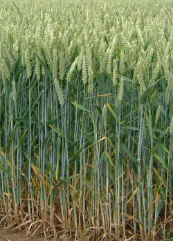 小麦畑（Wikimedia Commons）