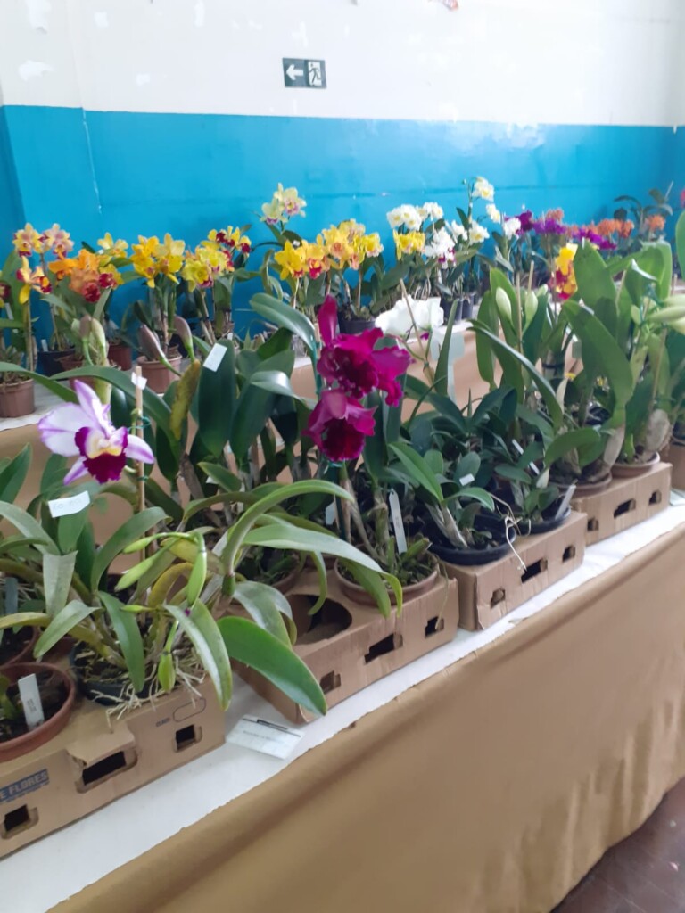 観葉植物市にはアデニウムなどが並ぶ