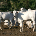 食肉牛の飼育地が銀行からの融資の可否を左右することに（ALDO V. SILVA / ARQUIVO JCS)