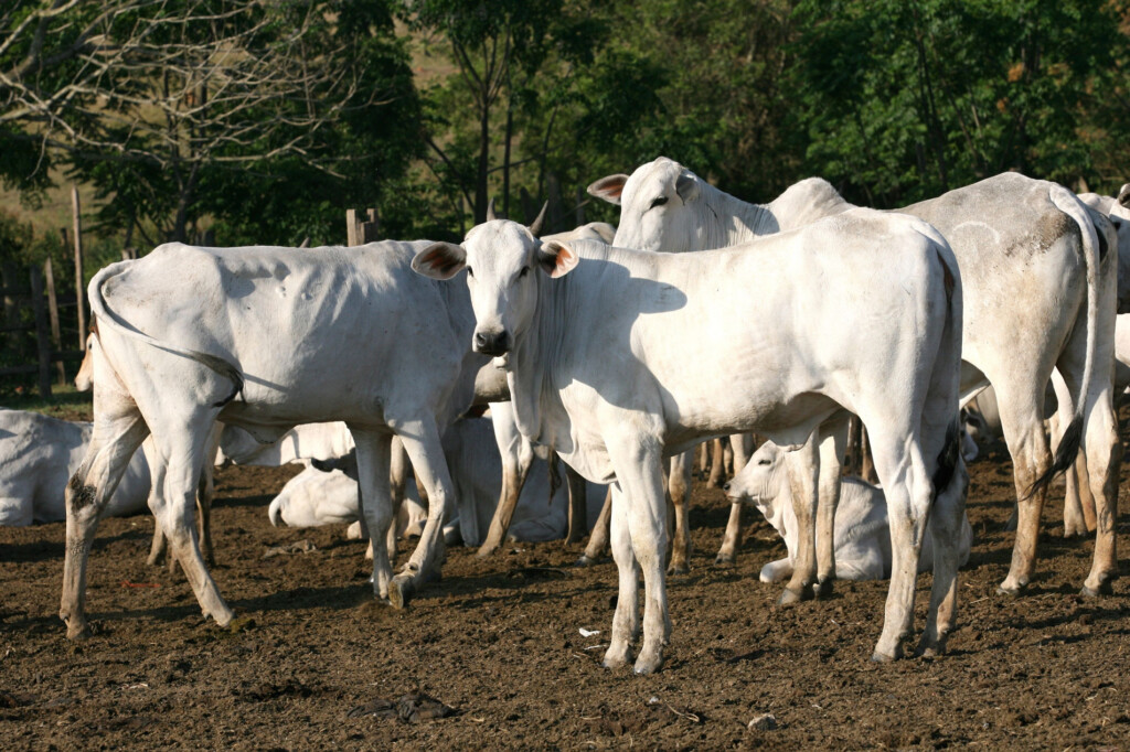食肉牛の飼育地が銀行からの融資の可否を左右することに（ALDO V. SILVA / ARQUIVO JCS)