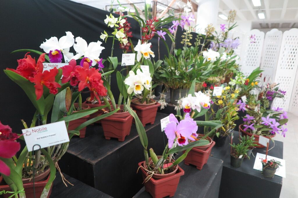 華やかだった昨年の蘭展の様子