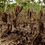 干ばつで枯れた大豆（Vinny Vanoni/PMPA）