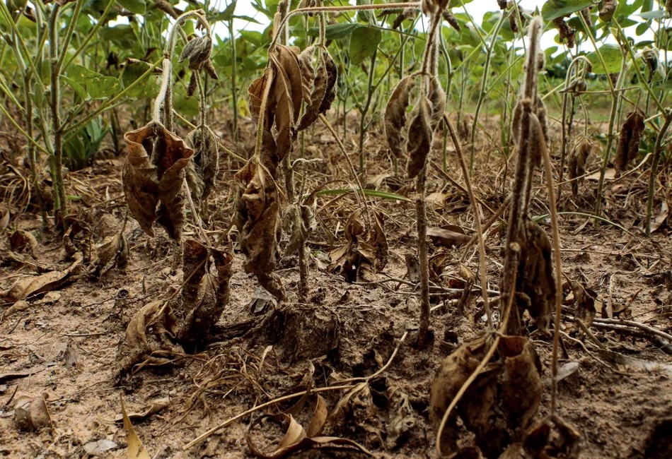干ばつで枯れた大豆（Vinny Vanoni/PMPA）