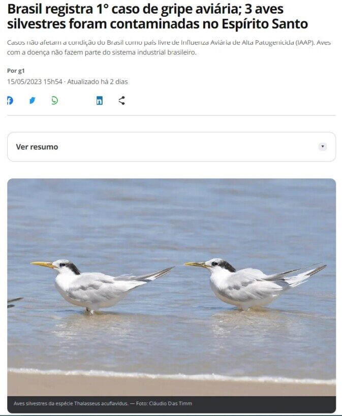 野生鳥３羽の鳥インフル感染を確認と報じる１５日付Ｇ１サイトの記事の一部（写真はシマアジサシ）