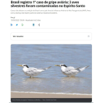 野生鳥３羽の鳥インフル感染を確認と報じる１５日付Ｇ１サイトの記事の一部（写真はシマアジサシ）