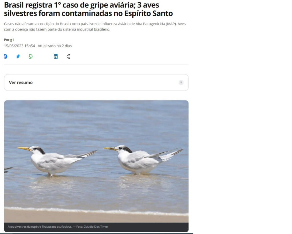 野生鳥３羽の鳥インフル感染を確認と報じる１５日付Ｇ１サイトの記事の一部（写真はシマアジサシ）