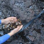 公園職員やボランティアによる清掃作業で見つかった硬貨（Amanda França/Urbia Cataratas）