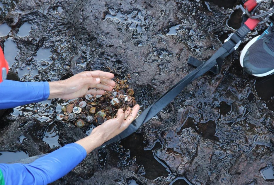 公園職員やボランティアによる清掃作業で見つかった硬貨（Amanda França/Urbia Cataratas）