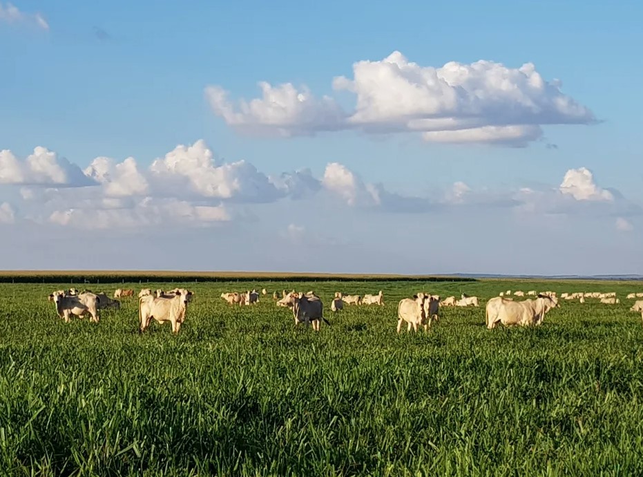 ＧＤＰを牽引した農牧業（Embrapa Agropecuária Oeste/Divulgação）