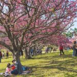 満開の桜、農業展も初開催＝文協桜祭り、１日から