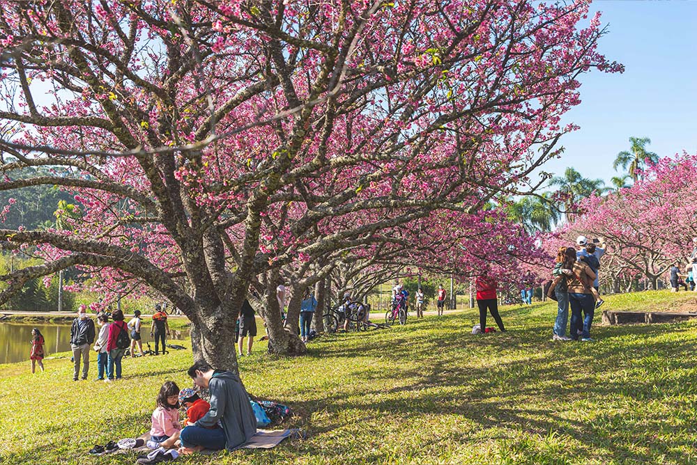 去年の桜祭りの様子(写真:Marcel Uyeta)