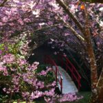 見どころの多い日本庭園になっている桜公園の様子
