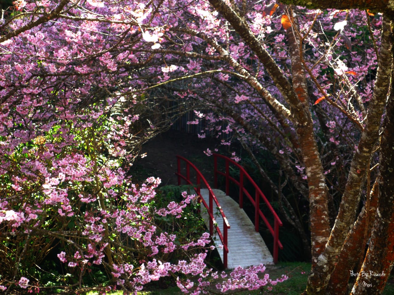 見どころの多い日本庭園になっている桜公園の様子