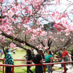 来場者で賑わう桜公園