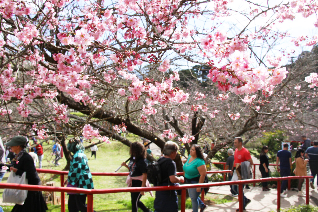 来場者で賑わう桜公園