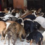 ２１年に保護された１５頭の犬（Divulgação/Ministério Público do Maranhão）