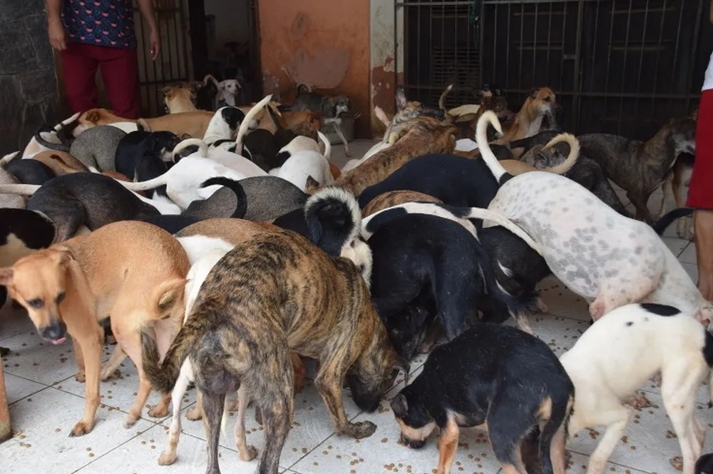 カメリアさんが飼っていた犬たち（２１年２月だけで１５頭が保護された）（Divulgação/Ministério Público do Maranhão）