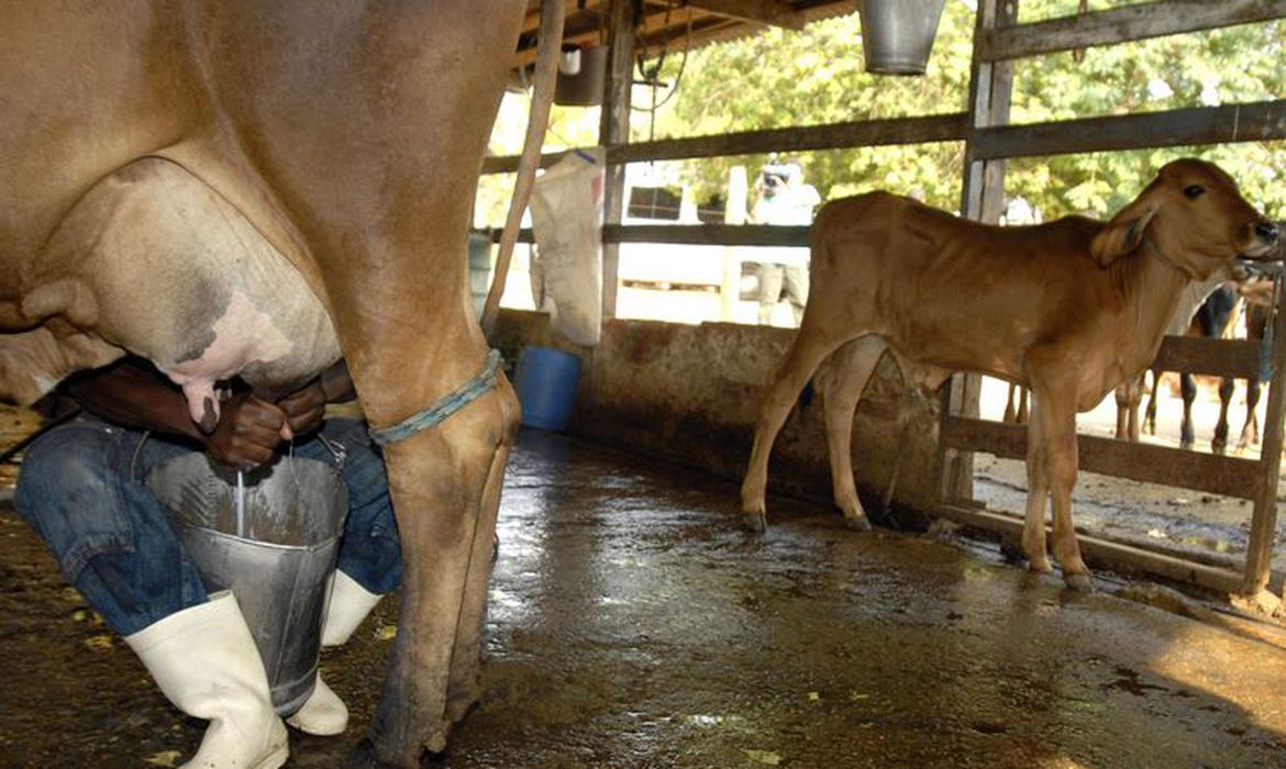 家族農家が飼育している牛（©Marcelo Camargo/Agencia Brasil）