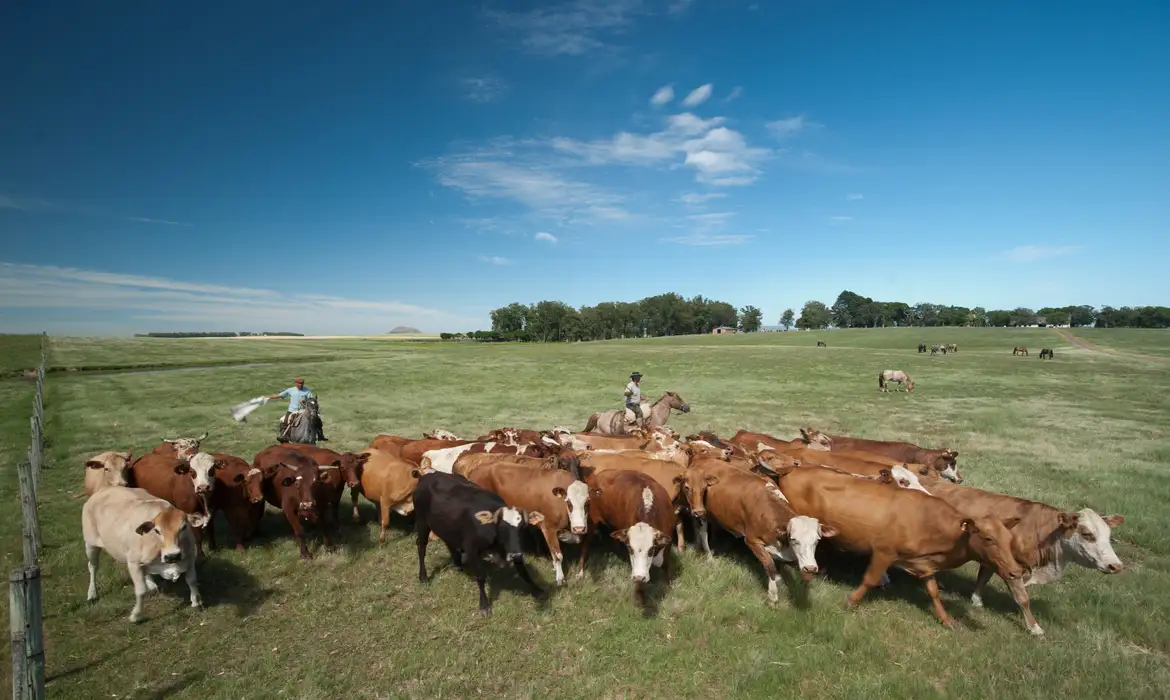 生産性の向上などが望まれる牧草地（©Marilei Aberte/Pixabay）