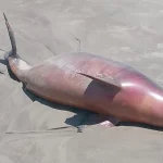 海岸に打ち上げられた海洋動物の死体（Rudimar Machado/ Defesa Civil）