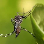 デング熱を媒介するネッタイシマカ（AEDES AEGYPTI,Divulgacao）