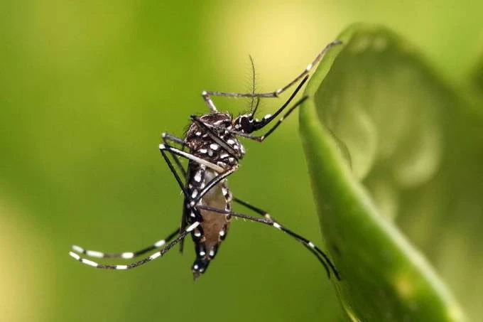 デング熱を媒介するネッタイシマカ（AEDES AEGYPTI,Divulgacao）