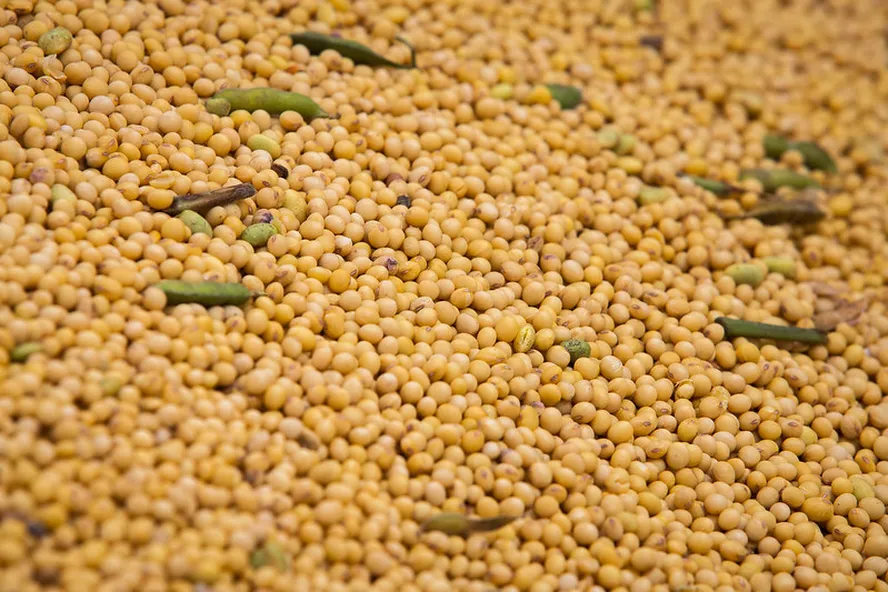 収量予測が下方修正された大豆（Wenderson Araujo/CAN）