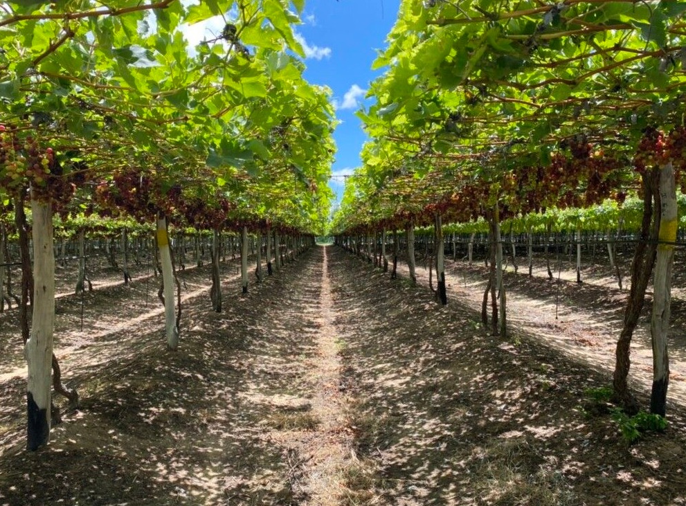 ジュアゼイロのブドウ畑