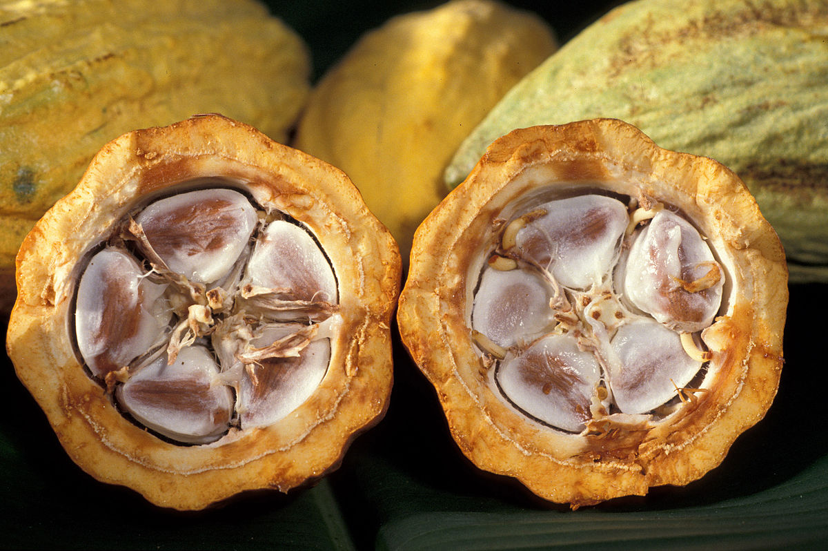 カカオの果実の断面(Keith Weller, USDA ARS, Public domain, via Wikimedia Commons)