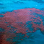 赤潮が発生した海域の上空写真（©Cetesb/Divulgacao）