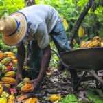 パラー州の農園でカカオを採取する労働者(Foto: Maíra Erlich/TNC Brasil – Divulgação)