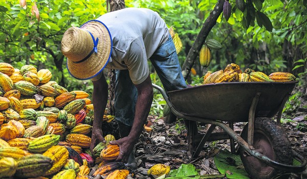 パラー州の農園でカカオを採取する労働者(Foto: Maíra Erlich/TNC Brasil - Divulgação)