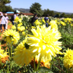 綺麗な花を咲かせているイペランジアホームのダリア（３月３日）