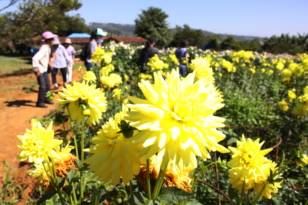 綺麗な花を咲かせているイペランジアホームのダリア（３月３日）