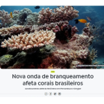ブラジルのサンゴ礁でも白化が起き始めたと報じる13日付アジェンシア・ブラジルの記事の一部